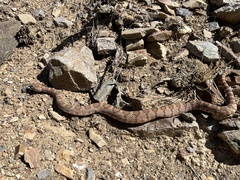 Crotalus stephensi