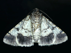 Cryphaea xylina