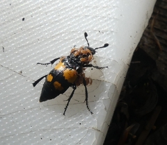 Nicrophorus defodiens