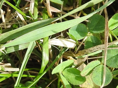 Agriphila