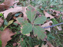 Quercus