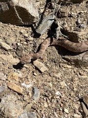 Crotalus stephensi
