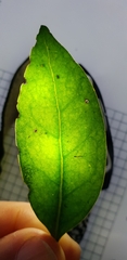 Cyclophyllum longipetalum