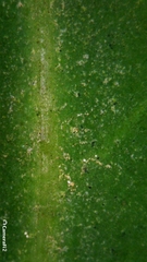 Cyclophyllum longipetalum