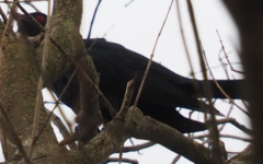 Eudynamys orientalis