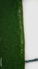 Cyclophyllum longipetalum