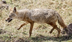 Canis lupaster bea