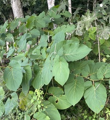 Piper auritum