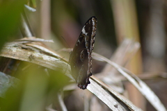 Morpho helenor