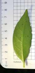 Cyclophyllum longipetalum