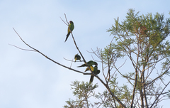 Psittacara mitratus