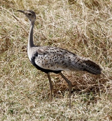 Lissotis melanogaster