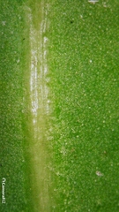 Cyclophyllum longipetalum