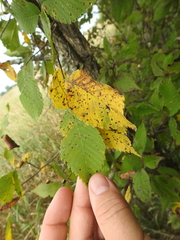 Ulmus americana