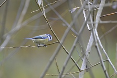 Cyanistes caeruleus
