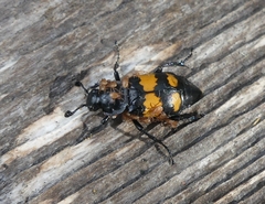Nicrophorus defodiens