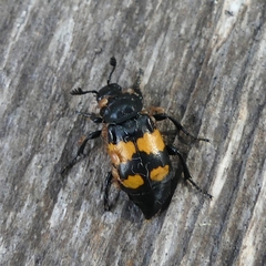 Nicrophorus defodiens