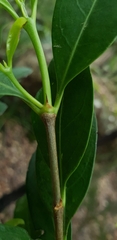 Cyclophyllum longipetalum