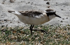 Charadrius pecuarius