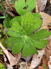 Anemonastrum canadense