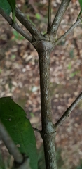 Cyclophyllum longipetalum