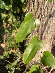 Smilax