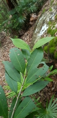 Cyclophyllum longipetalum