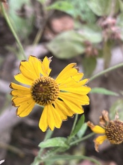 Helenium flexuosum