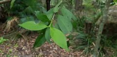 Cyclophyllum longipetalum
