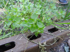 Stellaria media