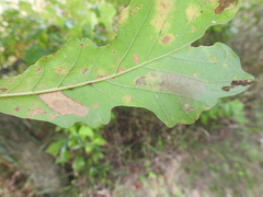 Phyllonorycter basistrigella