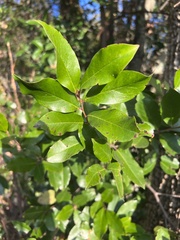 Smilax