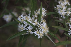 Olearia viscidula