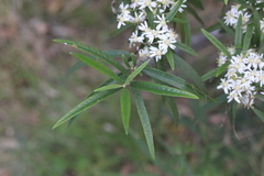 Olearia viscidula