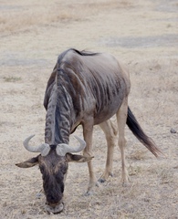 Connochaetes taurinus mearnsi