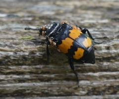 Nicrophorus defodiens