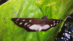 Hyalothyrus mimicus