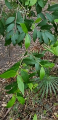 Cyclophyllum longipetalum