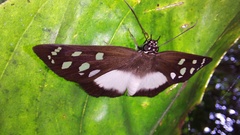 Hyalothyrus mimicus