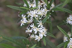 Olearia viscidula