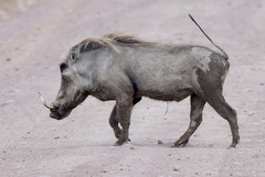 Phacochoerus africanus massaicus