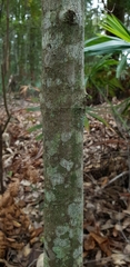 Cyclophyllum longipetalum