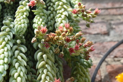 Sedum morganianum