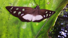 Hyalothyrus mimicus