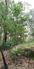 Cyclophyllum longipetalum