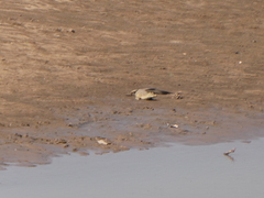 Crocodylus niloticus