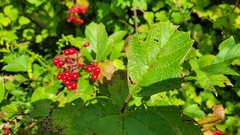 Viburnum opulus