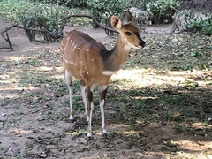 Tragelaphus sylvaticus