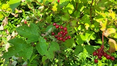 Viburnum opulus