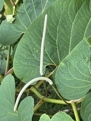 Piper auritum